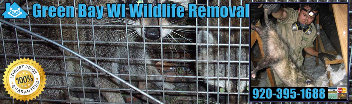 Green Bay Wildlife and Animal Removal